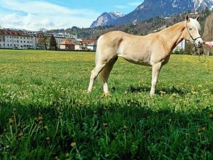 Haflinger Stute