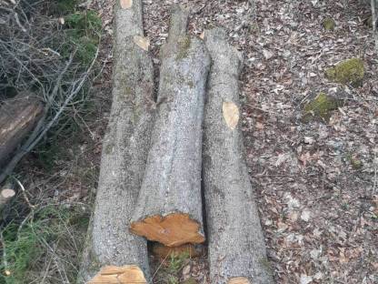 Holz Rarität