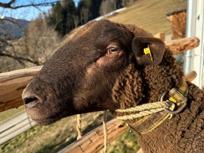 Bio-Jura-Zucht-Widder zu verkaufen