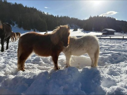 Shetlandpony 1-jährig