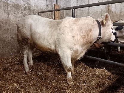 Reinrassiger Charolais Sprungstier