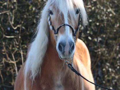 Brave Tiroler Haflinger Prädikatstute, geritten, gefahren