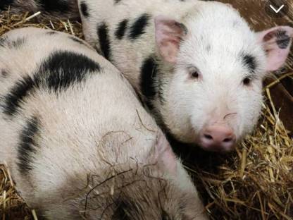 Zwergferkel zu verkaufen