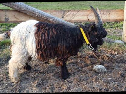 Verkaufe Walliserbock