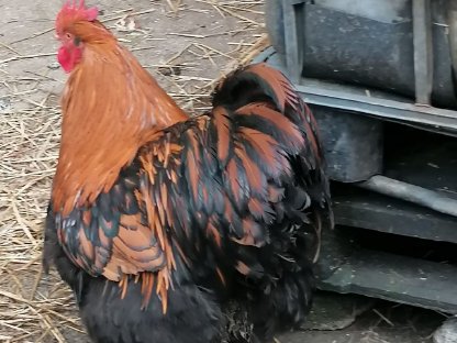 Bruteier, Marans, New Hampshire, Brahma, Wyandotten, Zwergseidis