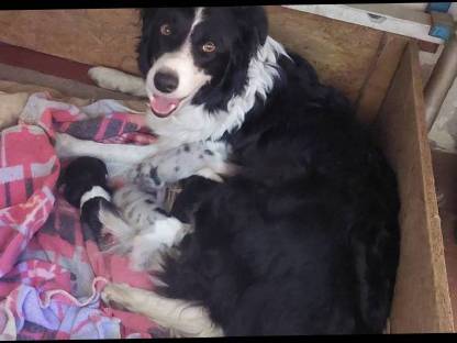 Border Collie Edce-Papiere