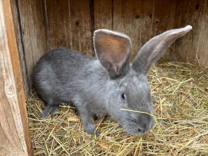 Blaue Wiener und Schwarze Kaninchen