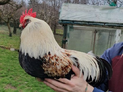 Lachshuhn Hahn (Großform) zu verschenken