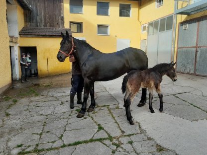 Noriker Stute mit Fohlen