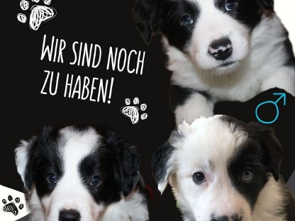 Border Collie Welpen