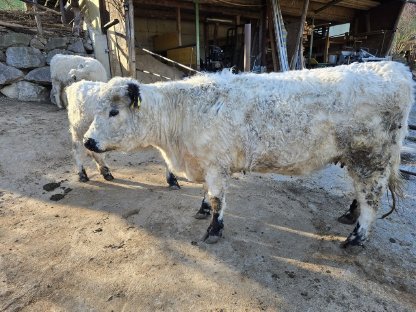 White Galloway Kuh und Kalbin