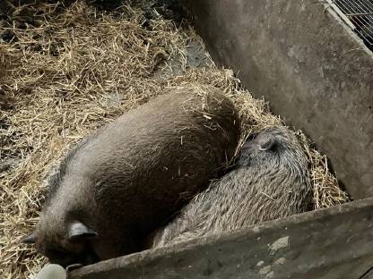 Mini-Hängebauchschweine