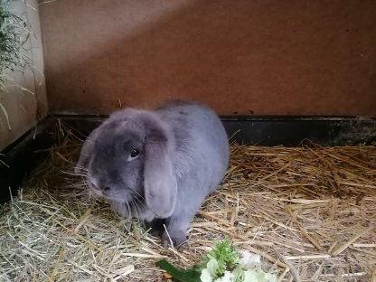 Kaninchen Zwergwidder Hase