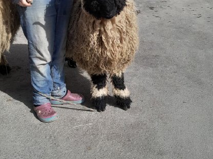 'Lausbua' unser Walliser Schwarznasenwidder