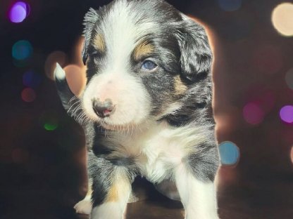 Border Collie Welpen, EDCE-Papiere