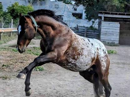 Deckhengst Appaloosa LS Hollywood Dazz