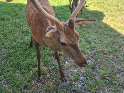 Bild 4:Zuchtwild Dam- und Rotwild