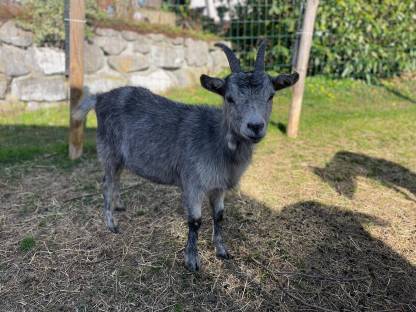 Zwei Blobe Ziegen zu verkaufen