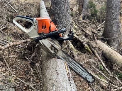 Bild 3:Holzschlägerung/Durchforstung