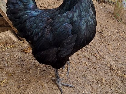 Bruteier Ayam Cemani, Brahma, Orpington