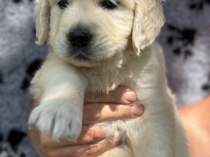 Golden Retriever Welpen