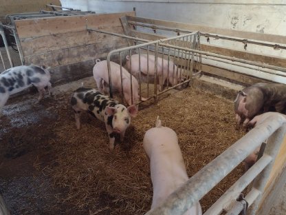 Mastschweine - Getreidegefüttert - Stroh - Ringelschwanz