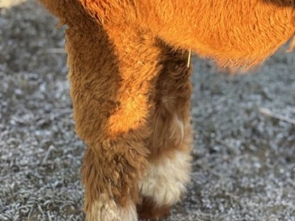 Bild 3:Alpaka Deckservice,Alpaca Zuchthengst,Deckhengst AHW DaVinci