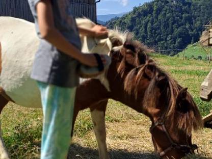 3 zauberhafte Shetland Ponys