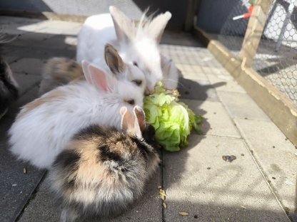 Kaninchen Babys und Erwachsene