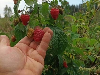 10 Sommerhimbeeren Stecklinge