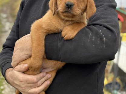 Labrador Welpen mit Ahnentafel