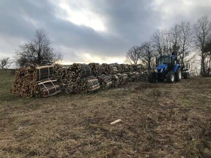 Bild 3:Brennholz Buche oder Eiche