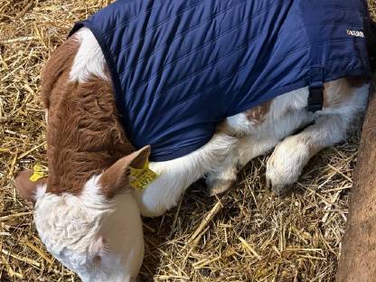 Verkaufe Holstein Milchkuh und Fleckvieh