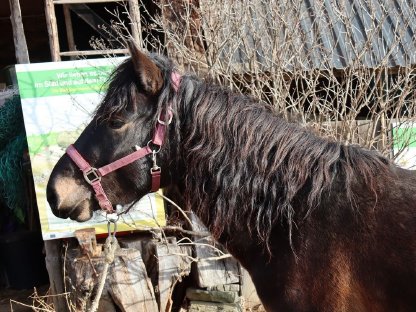 Huzulenwallach, 3 Jahre