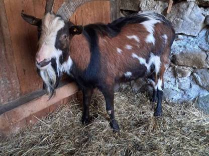 Tauernschecken Bock zum Tauschen!!