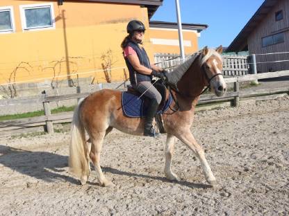 Haflinger Stute