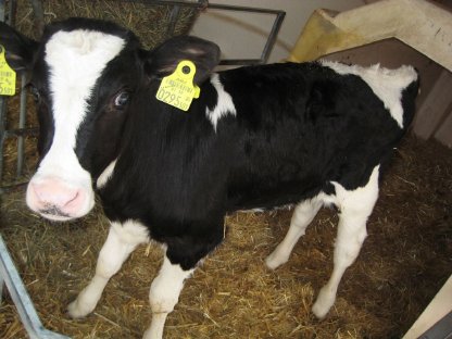 Holstein Stierkalb