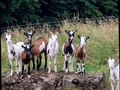 Suche Steirischen Schecken-Ziegenbock