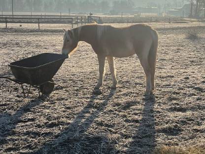 Jungstuten, Stutfohlen Kaltblutmix und Haflinger