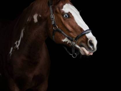 Toller Paint Horse Wallach