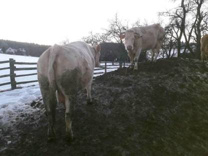 Waldviertler Blondvieh Zuchtkuh