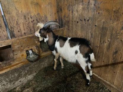 Tauernschecken Ziegenbock und Ziege