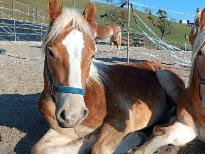 Haflinger Wallach Baltha