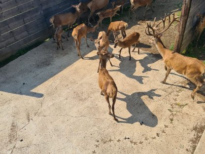 Bild 6:Zuchtwild Dam- und Rotwild