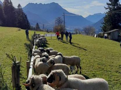 Walliser Schwarznasenwidder