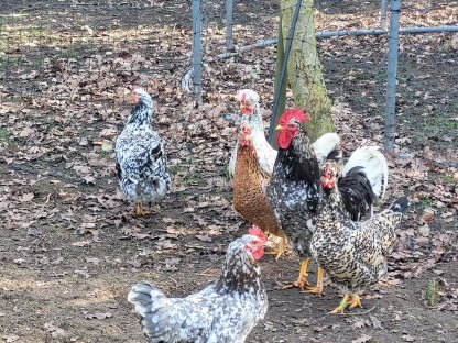 Bild 5:Schwedische Blumenhühner Bruteier