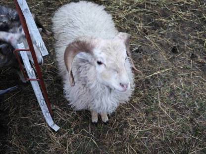 Bild 6:Ouessantschafe, Zwergschafe