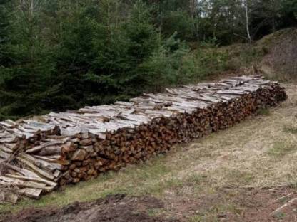 Bild 2:Brennholz, Hartholz