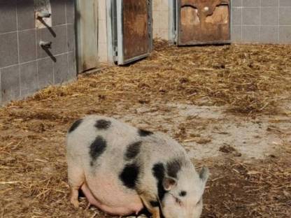 Weibliches Zwergschwein zu verkaufen