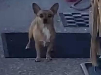 Chihuahua